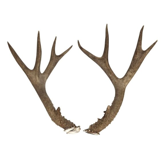 Matching Deer Antlers Set Real Antlers Rustic Decor Craft Pair for Cabin Farmhou - Picture 6 of 11